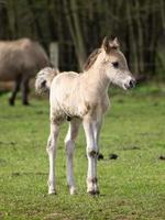 breed paarden kudde in Duitsland foto