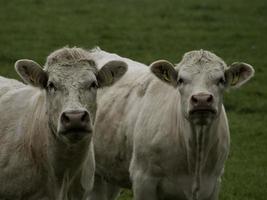 koeien in Westfalen foto