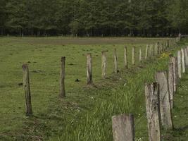 wild veulens in Duitsland foto