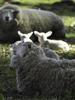 schapen Aan een veld- in Westfalen foto