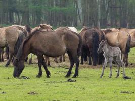 breed paarden kudde in Duitsland foto