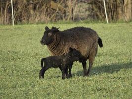 veel schapen in Westfalen foto