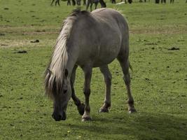 wild veulens in Duitsland foto