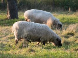 schapen op een weide foto