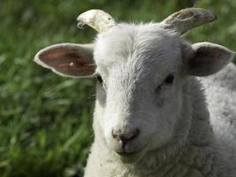 schapen in het duitse münsterland foto