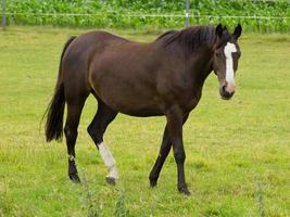 paarden Aan een Duitse weide foto