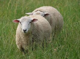 schapen in het duitse münsterland foto