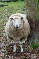 schapen in Westfalen foto