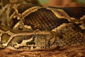 Birmees Python plakken uit een gevorkt tong foto