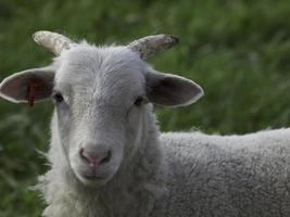 schapen Aan een veld- foto