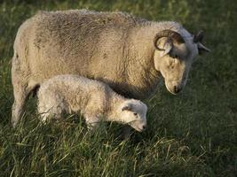 schapen op een weide in duitsland foto