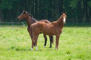 paarden Aan een germa veld- foto