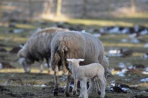 schapen Bij winter tijd foto