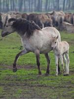 breed paarden kudde in Duitsland foto