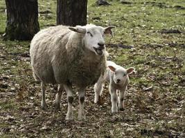 schapen en lammeren in Westfalen foto