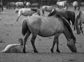 widl paarden in Duitsland foto