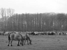 veel widl paarden foto