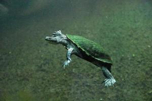 Australisch slang nek schildpad zwemmen in duister water foto