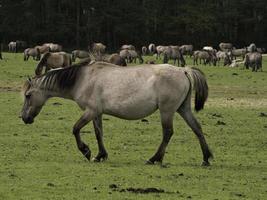 wild paarden Aan een weide in Westfalen foto