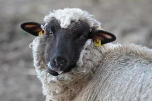 schapen Bij winter tijd foto