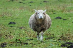 schapen in Westfalen foto