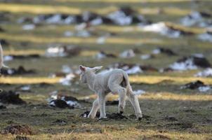 schapen Bij winter tijd foto