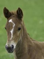 veulens en paarden in Westfalen foto