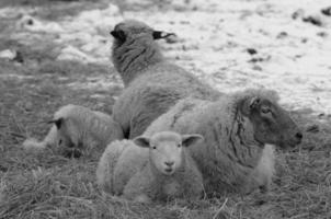 schapen Bij winter tijd foto