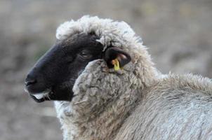 schapen Bij winter tijd foto