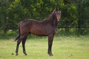 veulens en paarden in Westfalen foto