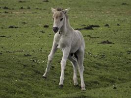 wild veulens in Duitsland foto