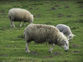 schapen in het duitse münsterland foto