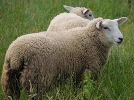 schapen in het duitse münsterland foto