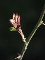 prachtig flowrs in de tuin foto