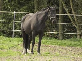 schattig veulens en paarden foto