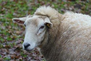 schapen in Westfalen foto