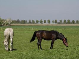 prachtig paarden in Duitsland foto