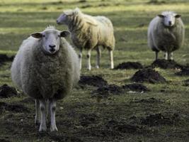 lammeren en schapen in Westfalen foto