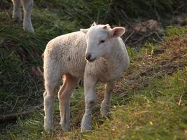 veel schapen in Westfalen foto