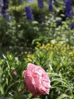 prachtig flowrs in de tuin foto