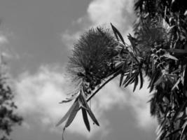 het eiland madeira foto