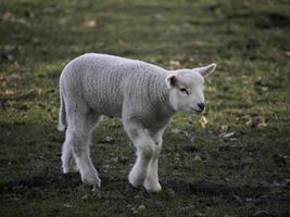 schapen kudde in Duitsland foto