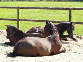 paarden in de Duitse münsterland foto