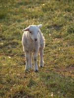 veel schapen in Westfalen foto