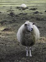 schapen in het duitse münsterland foto