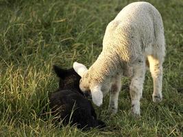 schapen op een weide in duitsland foto