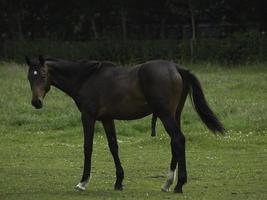 wild paarden Aan een weide in Westfalen foto