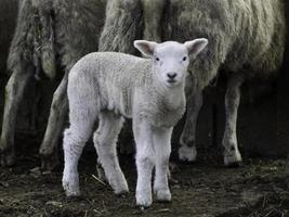 lammeren en schapen in Westfalen foto