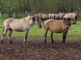 wilde paarden in Westfalen foto