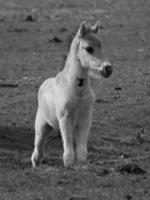 wilde paarden op een weide in duitsland foto